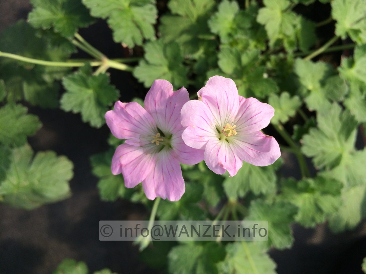 Geranium Hybride Dreamland (Bremdream).JPG